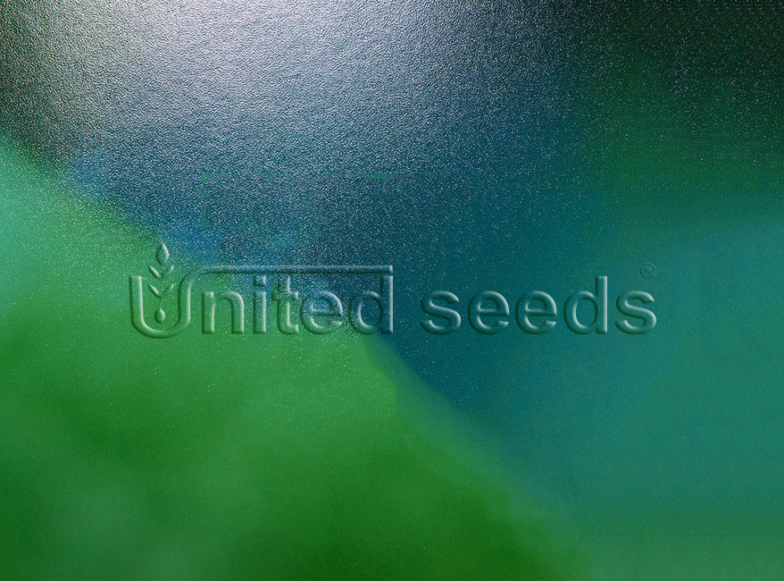 united seeds-faq